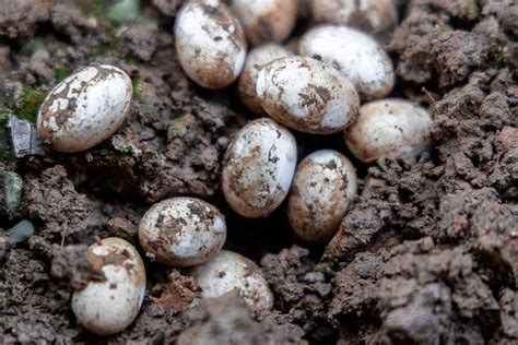 Snake Eggs .